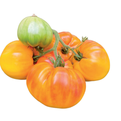 Tomate ancienne 2